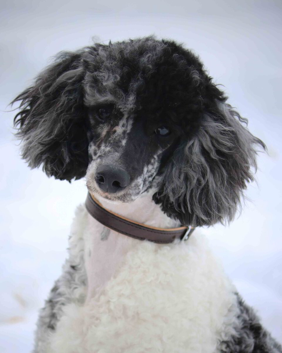 Blue fashion parti poodle