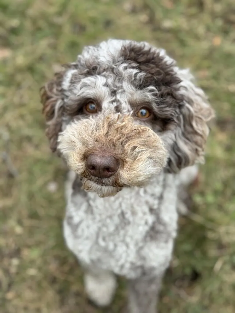 Available Goldendoodle Puppies Willow Lane Farms