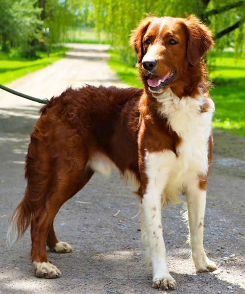 Duffy Red And White F1b FlatCoated Goldendoodle