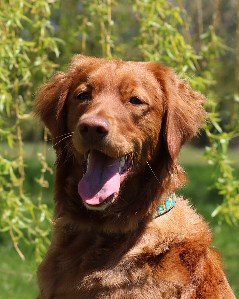 Fiona Flat Coated Goldendoodle