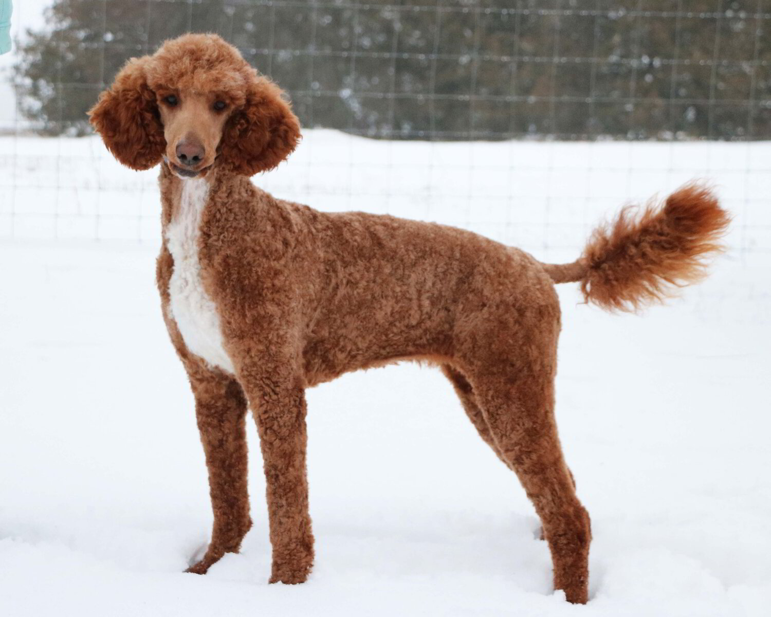 Willowlane best sale farms goldendoodles