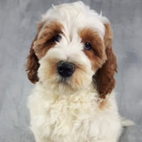 Willowlane best sale farms goldendoodles