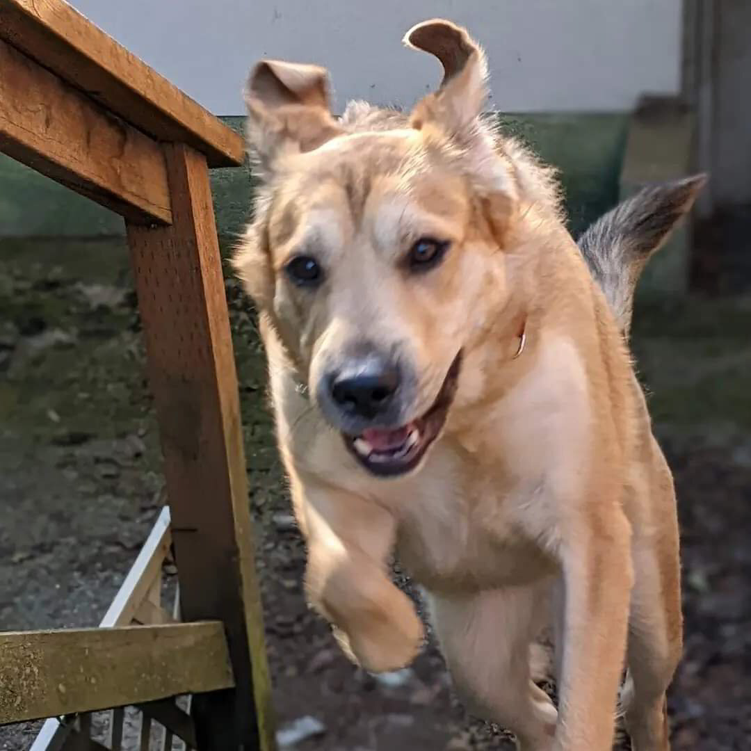 about-salish-paws-animal-rescue-sooke-bc