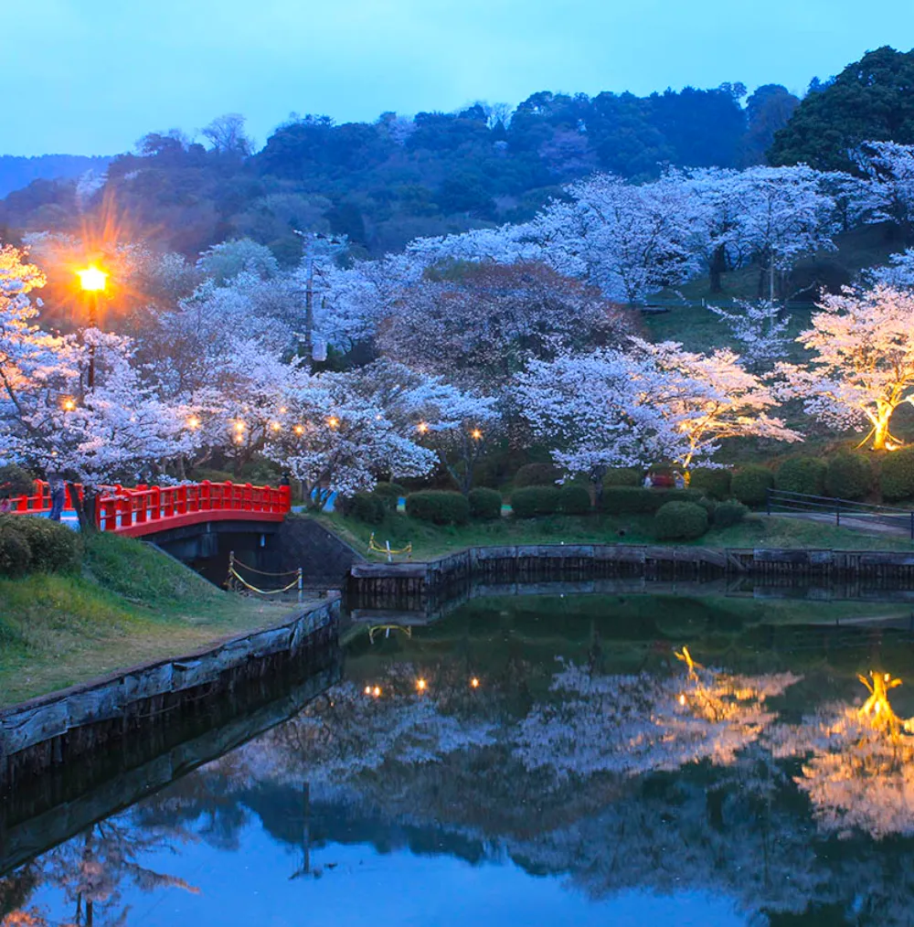 夜桜観賞】
