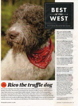 Lagotto shops truffle dog