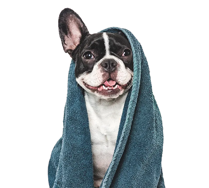 Black Bear Car Wash and Detail - Business Photo