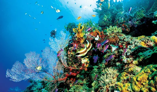 Great Barrier Reef