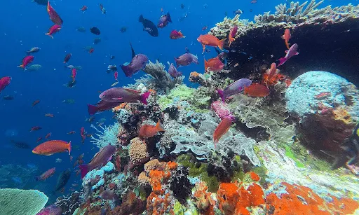 Komodo National Park