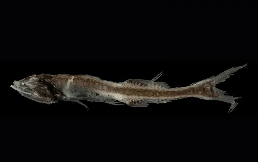 Deep Sea Anglerfish - Oceana