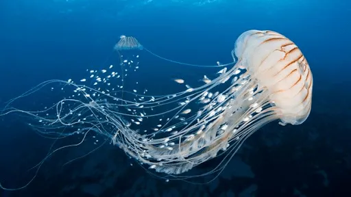 Jellyfish