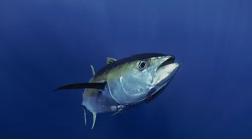 Bluefin Tuna