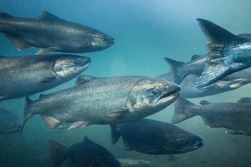 Chinook Salmon