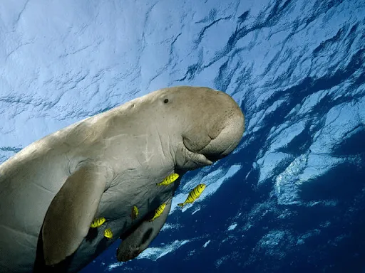 Dugong