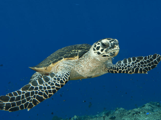 Mothership Sg A Twitter Critically Endangered Hawksbill Turtle Arrives To Nest At East Coast Park But Fails To Find A Sweet Spot Https T Co Xgmeu93nwk Https T Co Iuklrhchoz