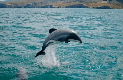 Hector’s Dolphin