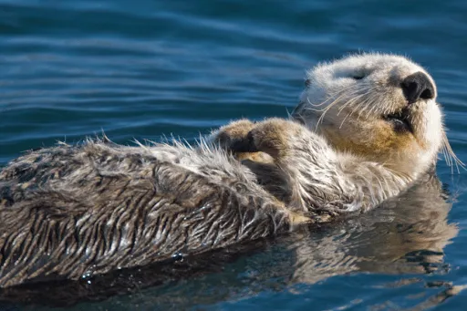 Southern Sea Otter