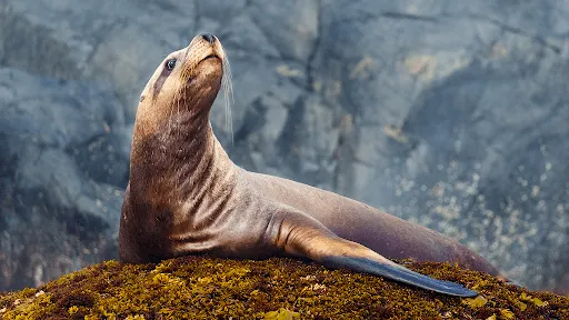 Steller Sea Lion