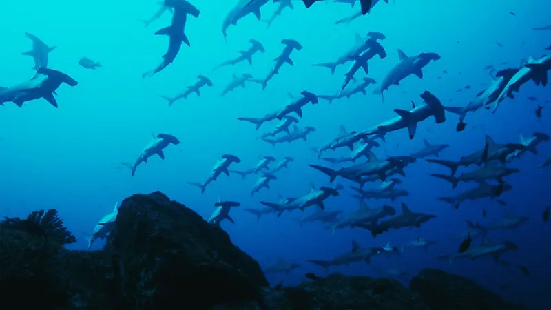 Galapagos Islands