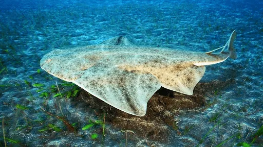 Fun fact: Angel sharks camouflage in the sand to wait for their prey