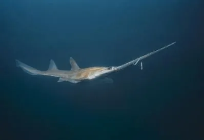Unque Sharks 8 Unique Shark Species