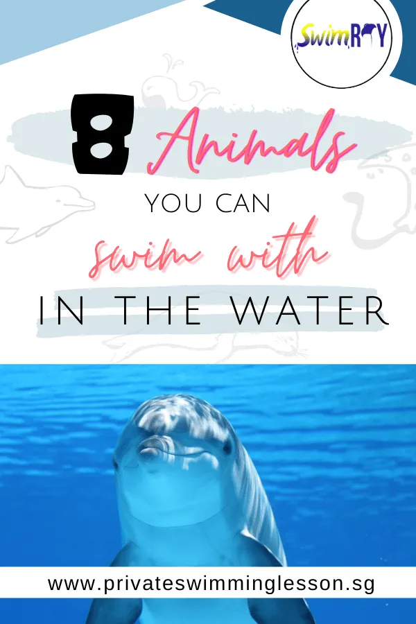 8 Animals You Can Swim With In The Water