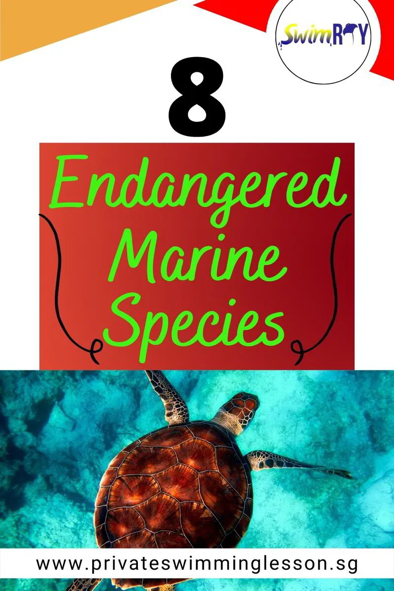 8 Endangered Marine Creatures