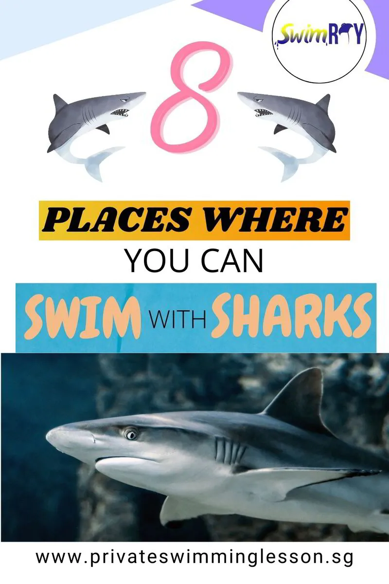 8 Places Where You Can Swim with Sharks