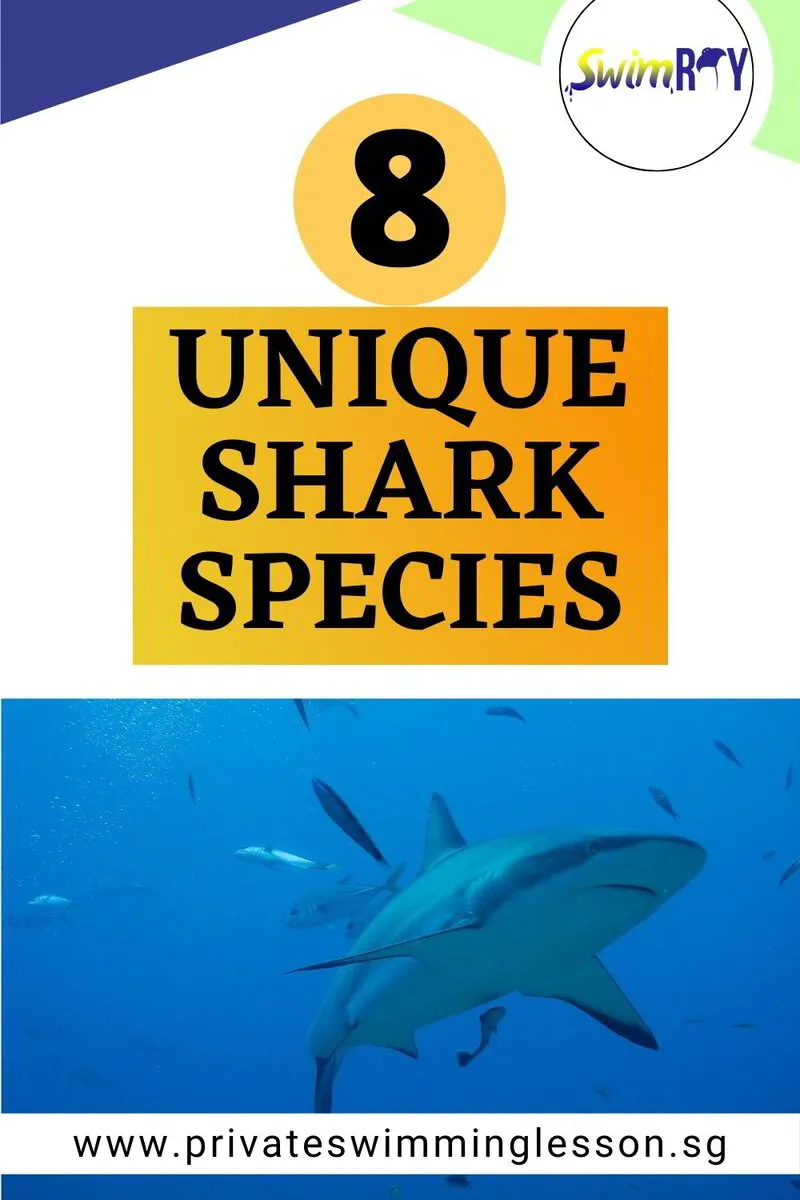 Unque Sharks 8 Unique Shark Species