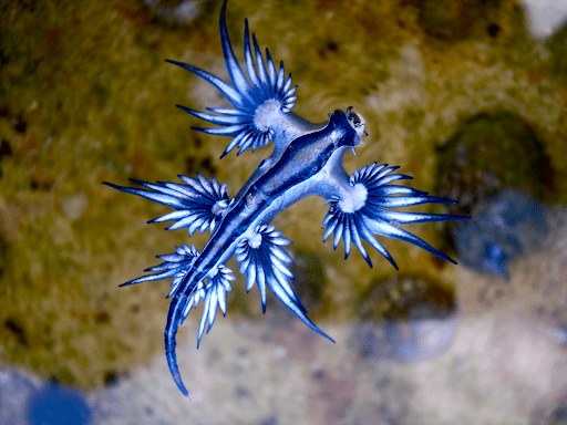 Top 10 Exotic Sea Creatures