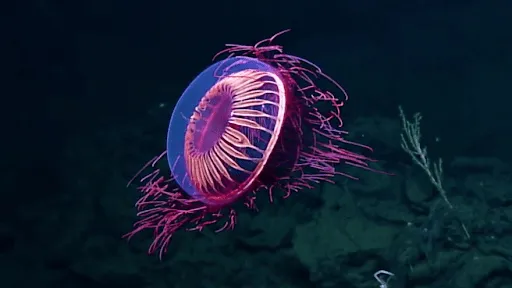 Halitrephes Maasi Jellyfish