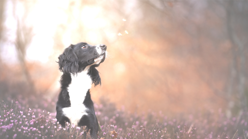 How can Bach Flower Remedies help my dog