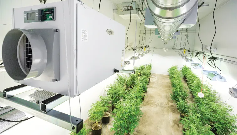 HVAC for Cannabis Cultivation