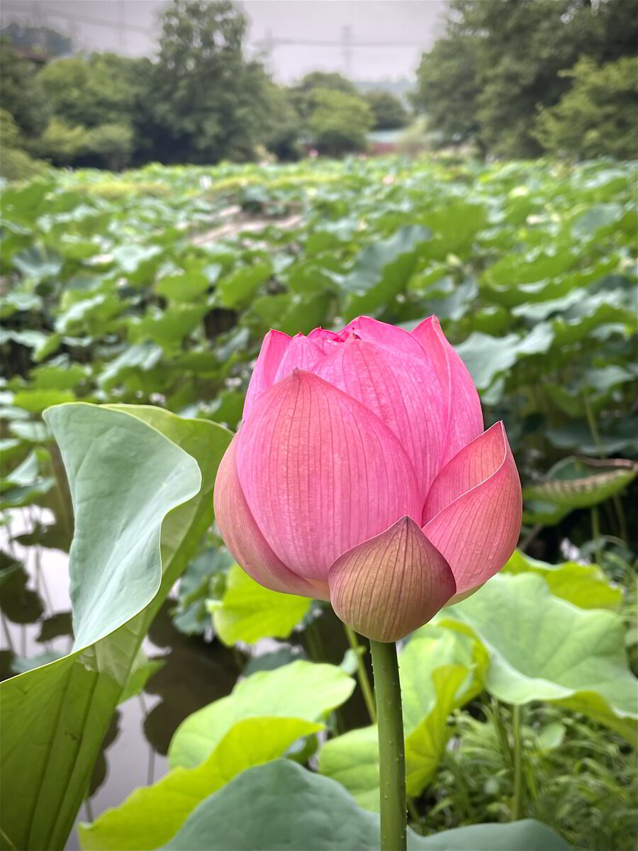 「暑熱順化」で暑さを乗り切ろう