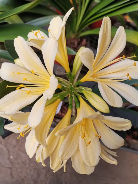 Golden Sunshine