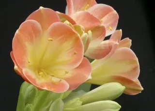 Primrose