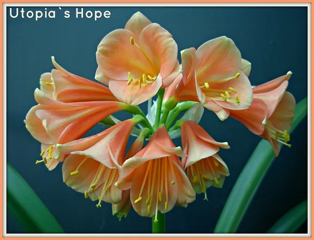 Secret Hope