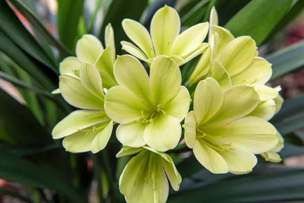 Longwood Winter Green