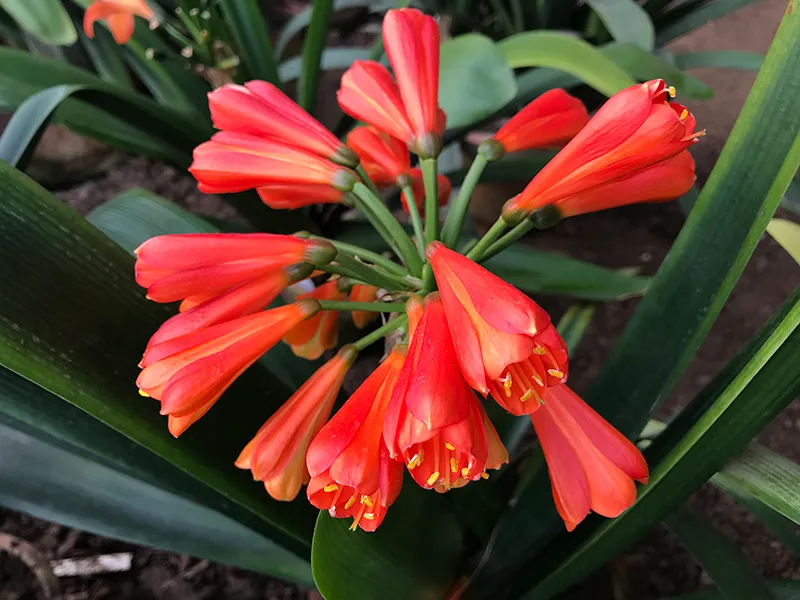 Red Beauty