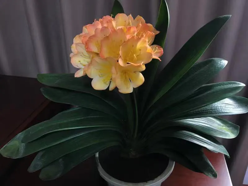 Pink Lady
