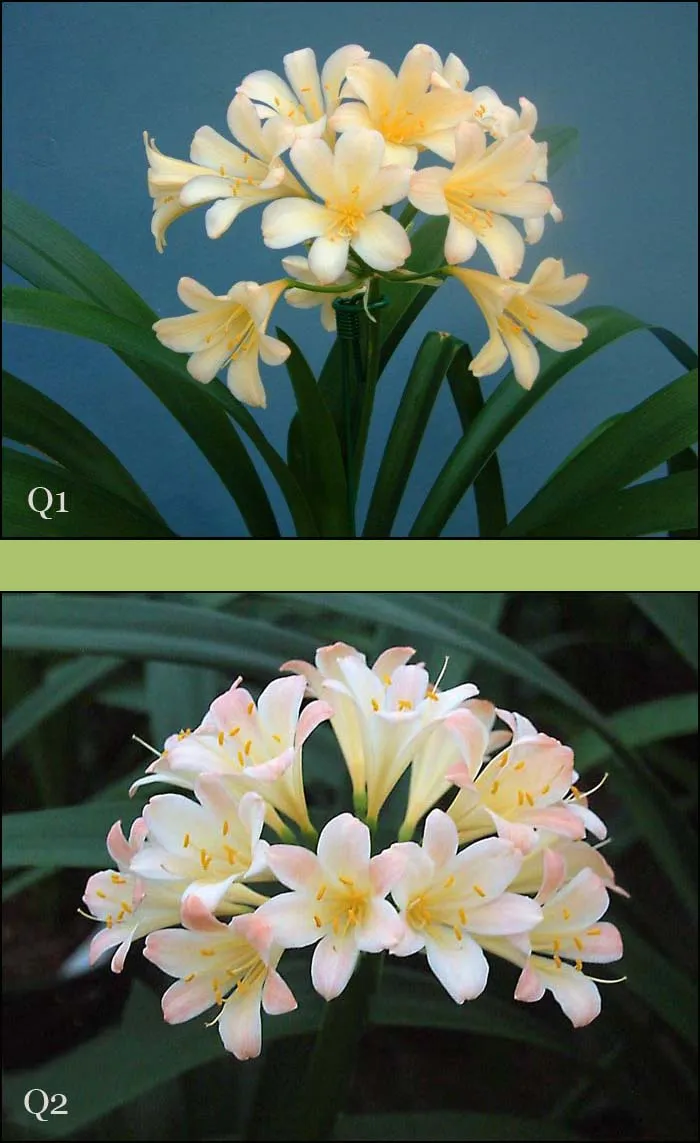 Appleblossom