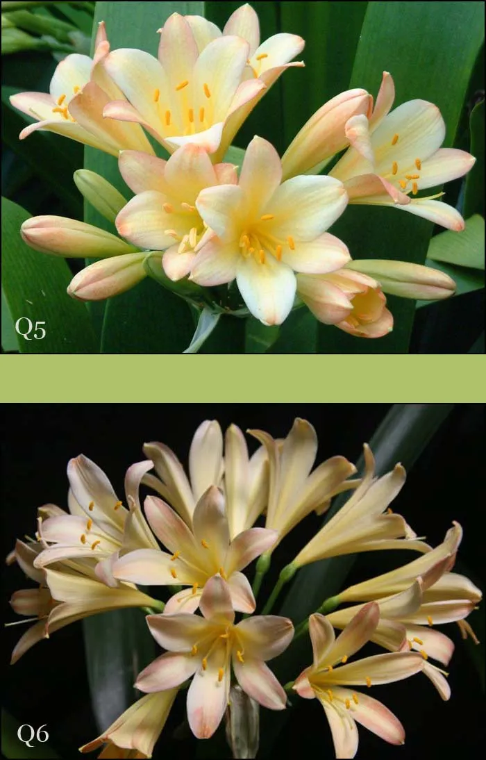 Appleblossom