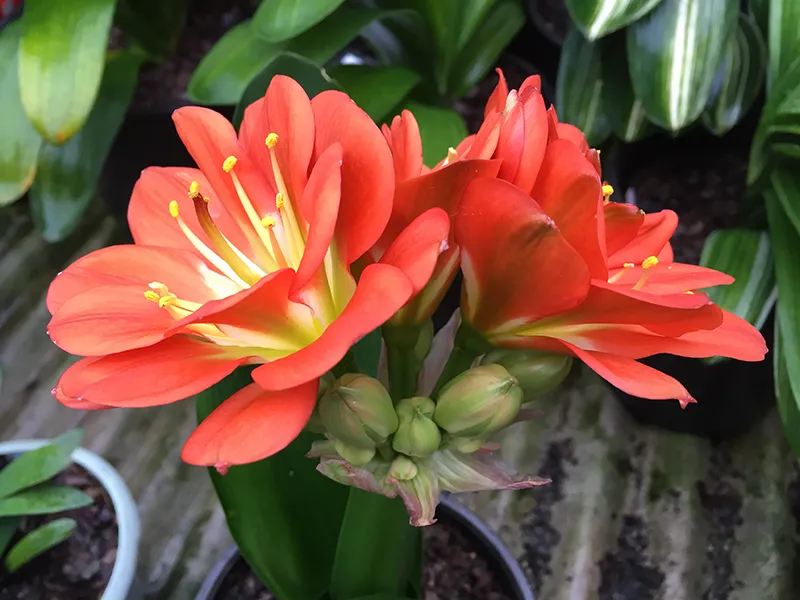 Red Peony