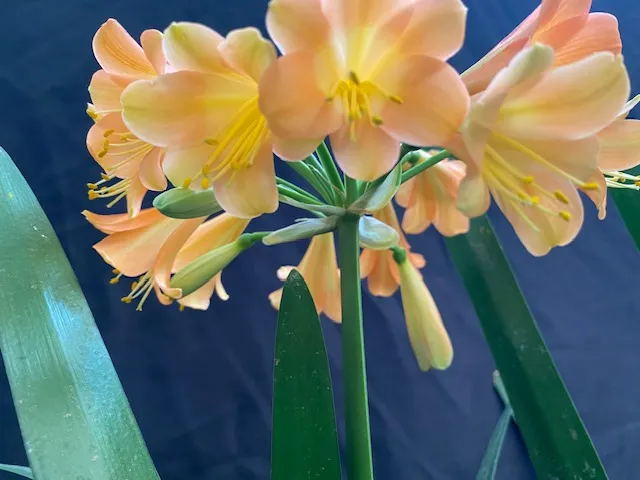 Peach Showers