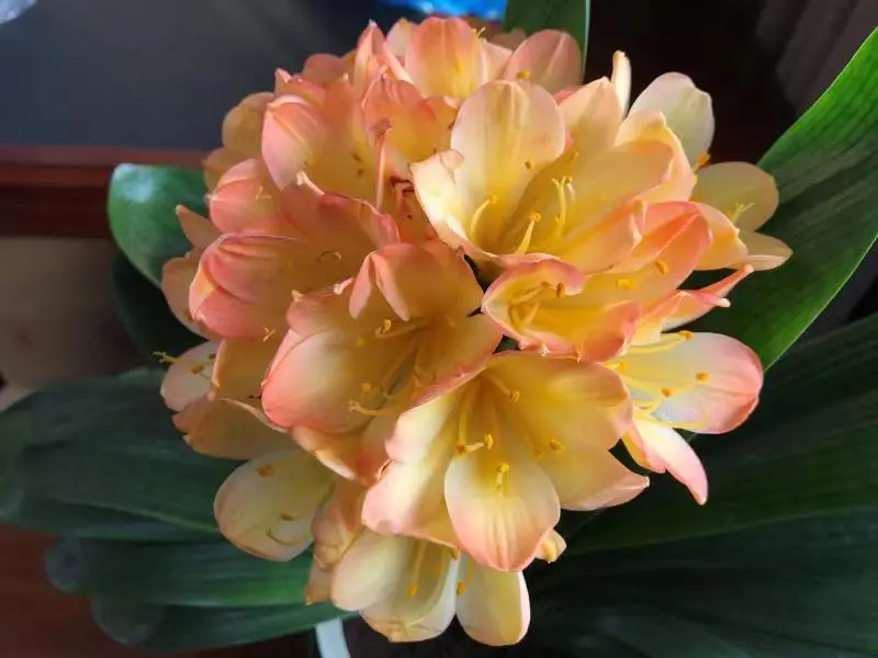 Pink Lady