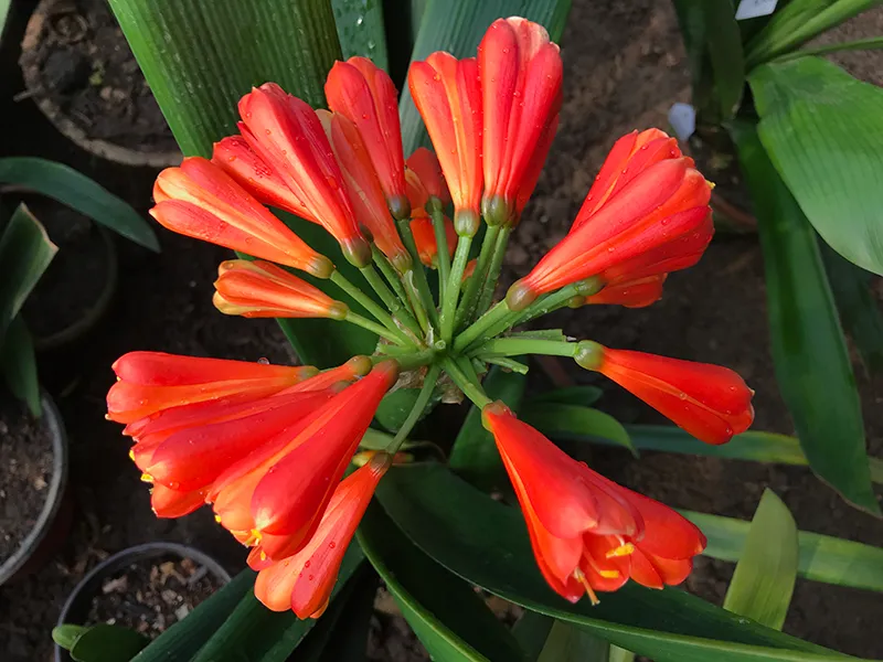 Red Beauty