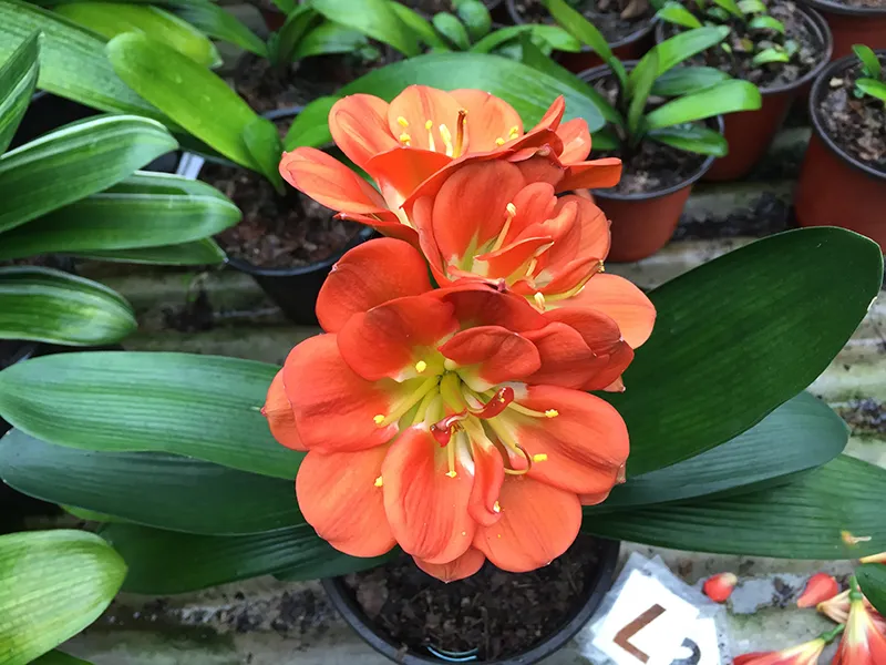 Red Peony