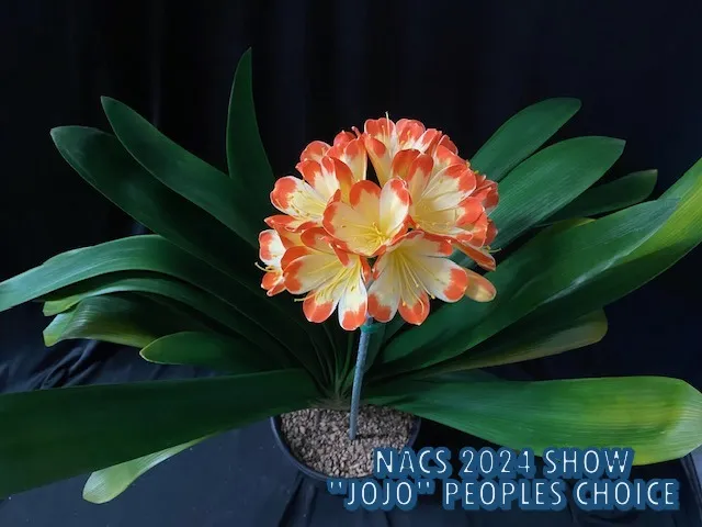 JoJo
