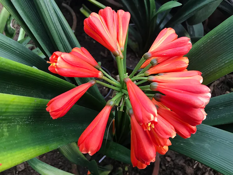Red Beauty