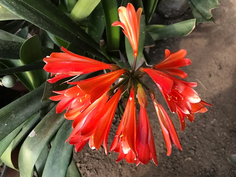Red Horn