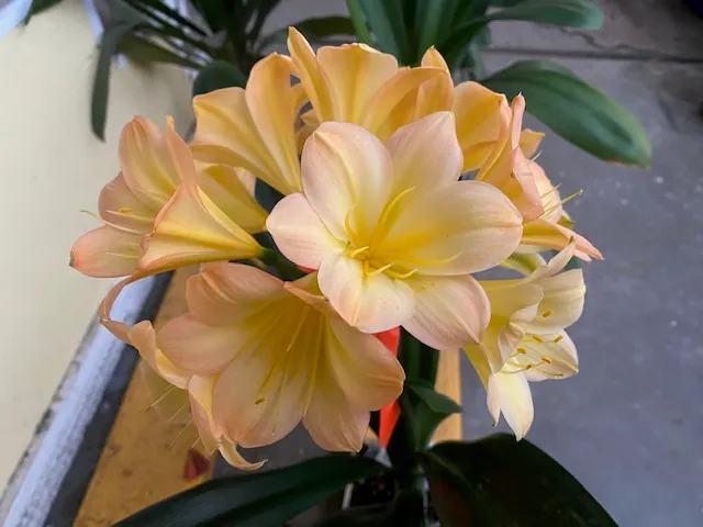 Think-Lime Pink